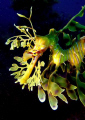 "For the love of Leafys"
Leafy Sea Dragon at Tumby Bay jetty SA. 
