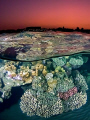 "After the Sunset at the Red Sea Reef" 