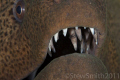 Moray Eel dentistry 