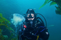 Drifting Vistor. A diver meets an egg-yolk jelly at Anacapa Island. Shot with a Canon Digital Rebel and 10-22mm zoom in Ikelite housing with dual DS51 Strobes. 