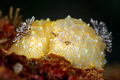 Goldlace Nudibranch 
