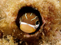 Scale-Eating Blenny looking out from his hole. 