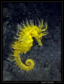 hippocampe 