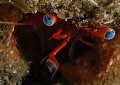 Hermit Crab close up. 