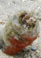 Blenny in a Bottle 