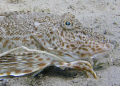 Leopard Sea Robin 