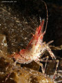 Rough patch shrimp (pandalus stenolepis) 