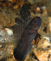 Sailfin Blenny in full sail. 