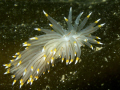 Juvenile Opalescent Nudibranch traversing a seaweed leaf. 