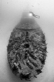 Wreck of the Boltenhagen near Malta. 