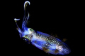 Nikonos 5, 1:1 macro frame. Saw this one in my light on my way back to the stern after night dive. I was had 1 frame left, and tried for almost 10 min before I could get him in the frame, and this was the result. One shot, or more like one lucky shot 
