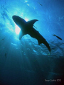 Just caught this Lemon Shark and entourage swimming through the Sun's rays late in the afternoon on the 'Sugar Wreck' 