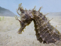 Blue Heron Seahorse 