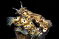Valentines Day for Nudi's, I guess. Saw a numerous "couples" that week. 