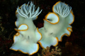 Valentine's Day for Nudi's 