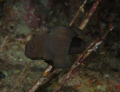 Black Brotula found under ledge in West Palm Beach, FL on a night dive.  This is a reclusive, very shy fish that inhabits deep crevices, recesses and caves if the reefs, virtually never coming completely into the open. 