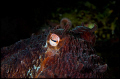 Giant pacific octopus, close-up 