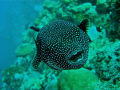 Smiling Pufferfish 