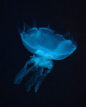 Jellyfish...captured at Phuket, Thailand 