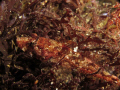 Padded Sculpin hiding in seaweed. 