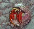 Hermit Crab in sponge 