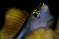 Blenny 