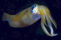 Squid feeding in the stern lights 