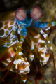 Mantis Shrimp 