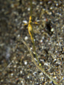 caprella sp (skeleton shrimp) male and female 