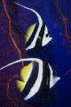 Longfin Bannerfish, right time, right place. They don't really stick around for pictures. 