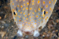He went for me, but all he got was a mouthful of algae. . . 