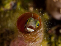 Little blenny in the deep of the caribbean ocean. 