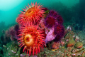 Anemones and Urchins
Puget Sound, WA, U.S.A. 