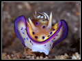 Nudibranch - Chromodoris kunei
Manado, Indonesia 