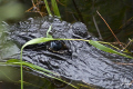 A trip to Jonathon Dickenson State Park near W. Palm Beach FL with my friend yeilded some neat images, a couple Aligators were settles in the mangroves. 