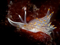 Opalescent Nudibranch, Victoria, British Columbia. Canon G10, dual UCL165, dual S7S YS110a 