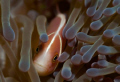 "Who are you?" This is about what this pink skunk clownfish must have been thinking as I popped my mask in front of him, in a remote atoll of Milne Bay, Papua New Guinea. 