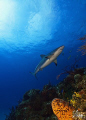Ginormous provides a perfect setting for photographing sharks. This image was taken last year during a shark expedition to the Bahamas. 