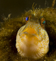 Seaweed Blenny 