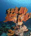 Sponge sculpture-Bonaire 