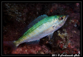 Spicara smaris. 