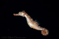 Fisher's Seahorse - hippocampus fisheri
Rare, elusive, pelagic, nocturnal seahorse endemic to Hawai'i, found in 1,000-6,000 feet of water.
Taken on blackwater dive off the coast of Kona, HI in 6,000 feet of water. 