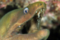 (Gymnothorax Castaneus) - Green Moray Eel - Cabo Pulmo Marine Park, Baja California Sur, Mexico 