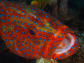 coral grouper 