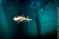 This little toad fish came in to see what I was doing but wouldn't come any closer than this - great visibility on this dive. Tokina 10-17mm, 1/200 sec, ISO 100 