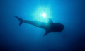 silhouette of whale shark 
