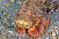 Twice ran across plumed scorpionfish on my last journey to the bridge.  Had never seen them and was all excited about finding some big frogfish walking on the bottom.  But, alas, these guys also walk.  Still, pretty cool to this rookie. :-) 