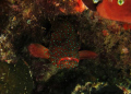 Coral hind Raja ampat 