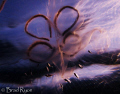 Juvenile fish hanging around with a Moon jellyfish at sunset. 