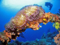 The Hoki Maru in Truck Lagoon. Taken at 110 feet on the superstructure of the ship. Beautiful purple anenome! Just happened the divers came into view at the last moment. 